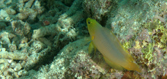 Pseudochromis fuscus