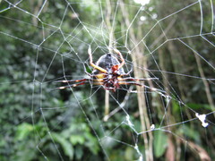 Verrucosa