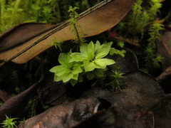 Rhodobryum