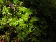 Rhodobryum