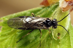 Empria candidata