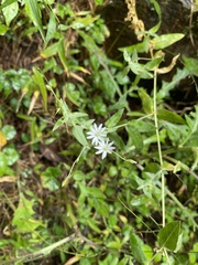 Stellaria vestita