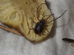 Lophopilio palpinalis