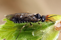 Empria candidata