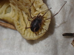 Lophopilio palpinalis