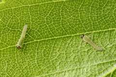Empria candidata