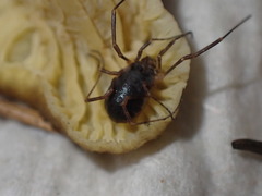 Lophopilio palpinalis