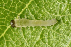 Empria candidata
