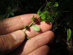 Baccharis bogotensis