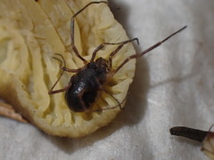 Lophopilio palpinalis