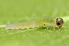 Empria candidata