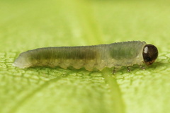 Empria candidata