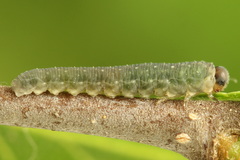 Empria candidata