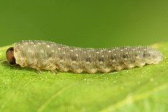Empria candidata