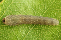 Empria candidata