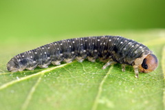 Empria candidata