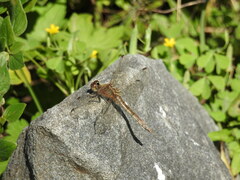Sympetrum frequens