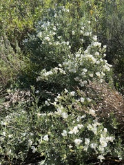 Podalyria myrtillifolia