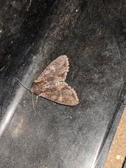 Mniotype occidentalis