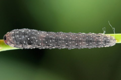 Empria candidata
