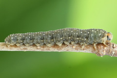 Empria candidata