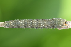 Empria candidata