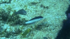 Anampses neoguinaicus