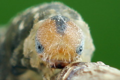 Empria candidata