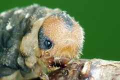 Empria candidata