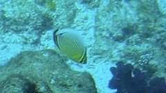 Chaetodon lunulatus