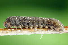 Empria candidata