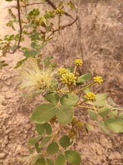 Albizia anthelmintica