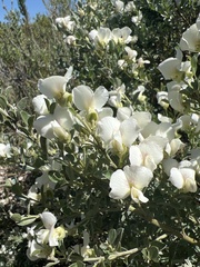 Podalyria myrtillifolia
