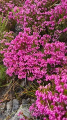 Erica cubica