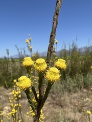 Leucadendron corymbosum