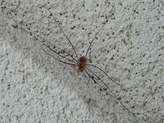 Opiliones