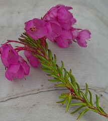 Erica cubica
