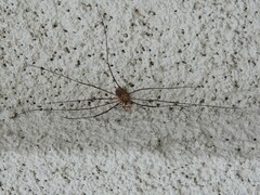 Opiliones