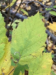 Stigmella