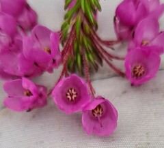 Erica cubica