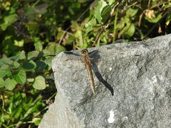 Sympetrum frequens