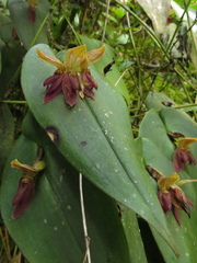 Pleurothallis