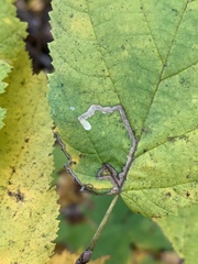 Stigmella