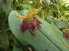 Pleurothallis