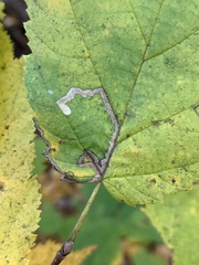 Stigmella