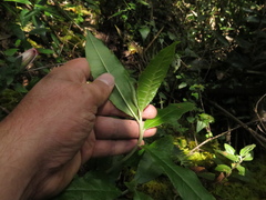 Llerasia lindenii