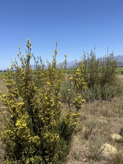 Leucadendron corymbosum