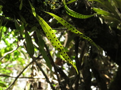 Pleopeltis macrocarpa