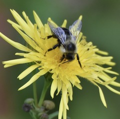 Bombus impatiens
