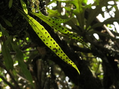 Pleopeltis macrocarpa